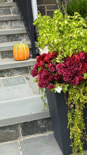 Out with spring, in with fall 🍂

I’ve had fake petunia’s in these planters since May, and this week I finally pulled them out and dropped mums in. 🍂That was the entire fall refresh.

What most people don’t realize is that half of what’s in these planters isn’t real. I always mix faux stems in with live ones, because a real plant sitting right next to a fake one does all the work of making it look convincing. People come up my walkway and can’t tell the difference, and most of them never stop to wonder whether anything  is fake at all.  That’s my secret! 

No new pots, no nursery run that somehow turns into a hundred dollars 💵 

Comment MUM and I’ll send you exactly what I used 🛍️

#fallporchdecor #fauxplants #frontporchrefresh #falldecorideas #budgetfalldecor