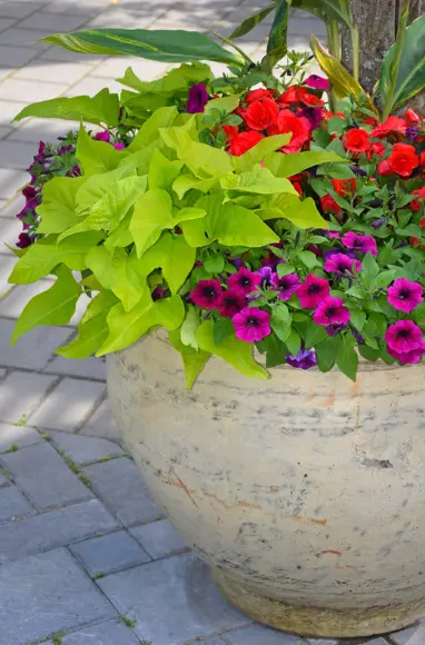 Spring Patio Planter with Bold Blooms and Lush Foliage - Sweet Motherly Large ceramic planter with vibrant red begonias, purple petunias, and chartreuse sweet potato vine on a stone patio.