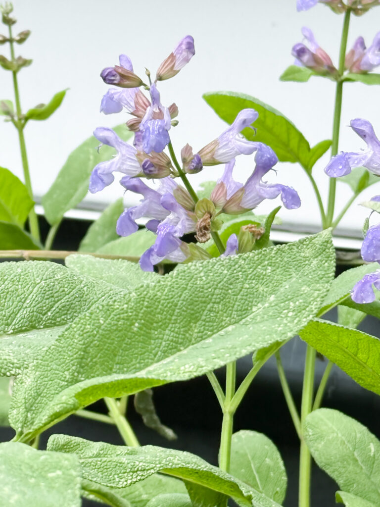 Close-up of blooming purple sage flowers and textured green leaves in a raised herb garden.